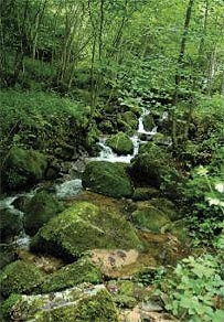Petite rivière en forêt