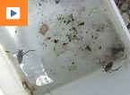 La marre pédagogique de Montreynaud