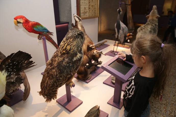 Des tablettes interactives viennent compléter les collections d’oiseaux du musée.