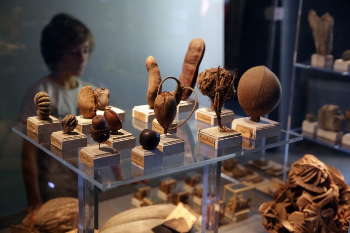 En plus de nombreux oiseaux et animaux, le musée expose plusieurs minéraux, notamment des fossiles.