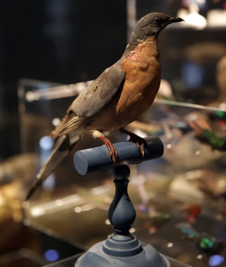 Le naturaliste Jean-Baptiste d’Allard a donné son nom à une espèce d’oiseau-mouche vivant en Colombie