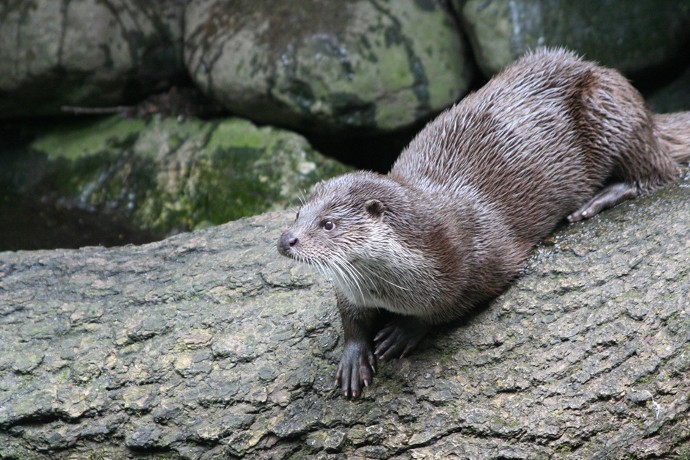 Gage d’une amélioration de la qualité des cours d’eau, la loutre fait depuis une dizaine d’années son retour dans le département. Le Lignon est entièrement recolonisé jusqu’à la Loire.