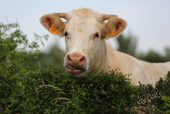 Terana est l’un des premiers maillons de la chaîne sur le territoire en cas de crise sanitaire telle que la grippe aviaire ou la besnoitiose bovine. En surveillant la santé des animaux d’élevage, il assure des productions animales saines au consommateur : cela représente 80 % de l’activité du laboratoire ligérien rattaché au Département.