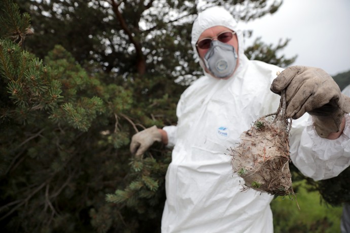 NID. La chenille processionnaire vit dans des nids accrochés aux arbres, principalement le pin, mais il existe aussi la processionnaire du chêne.
