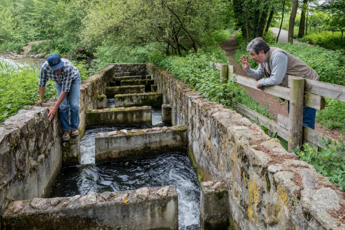 Ils partent ensuite dans le Renaison, puis dans la Loire, avant de rejoindre l’océan et de migrer jusqu’au Groenland.