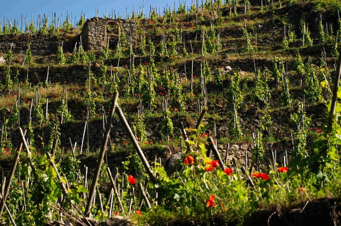Des vignobles millénaires donnent leur caractère unique aux vins de la vallée du Rhône septentrionale.