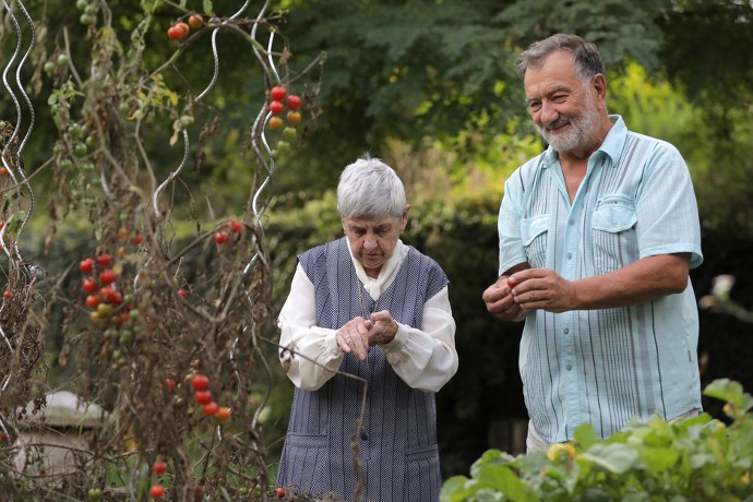 Claudine et Jean-Paul apprécient le jardin. Ils partagent un moment de complicité en cueillant des tomates cerises.