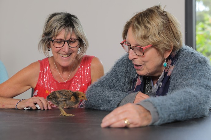 Grâce au poussin Picsou, âgé de 3 semaines, aidants et aidés retrouvent le sourire.