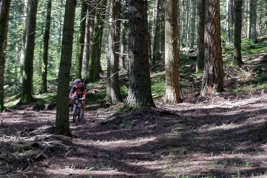 Oxygène. Les forêts naturelles des Bois Noirs se régénèrent toutes seules et sont gérées durablement.