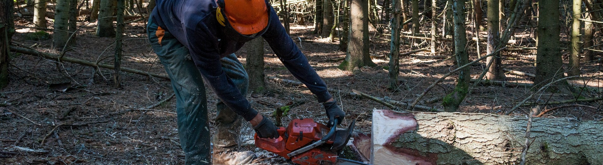 La filière forêt-bois - Département de la Loire