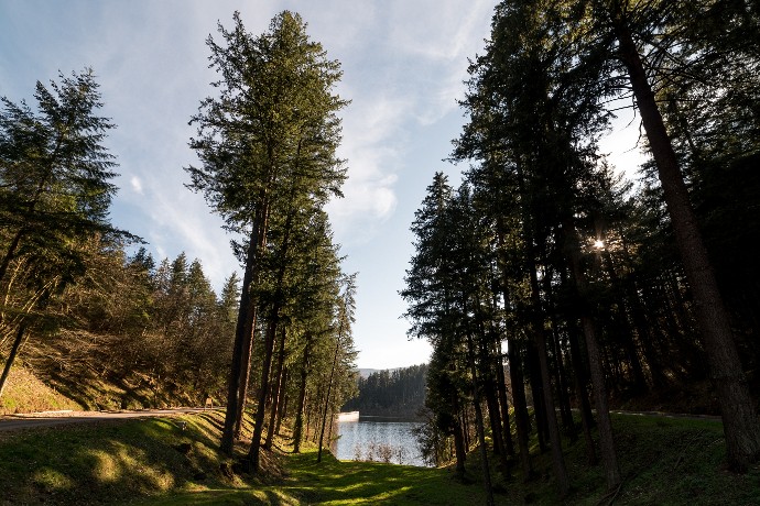 Le douglas le plus haut de France et l’un des plus hauts d’Europe se situe à Renaison.