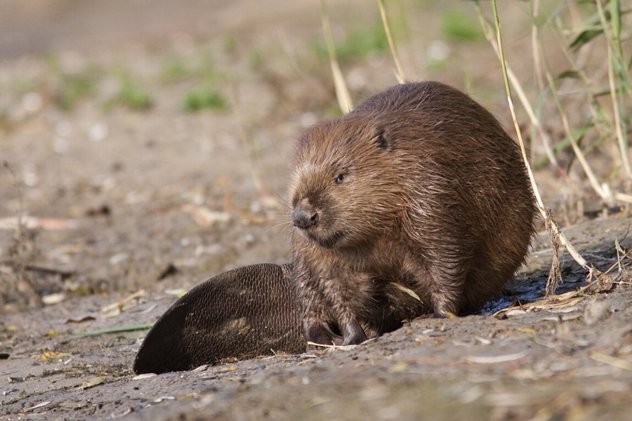 Le Castor d&#39;Europe, animal aux mœurs nocturnes