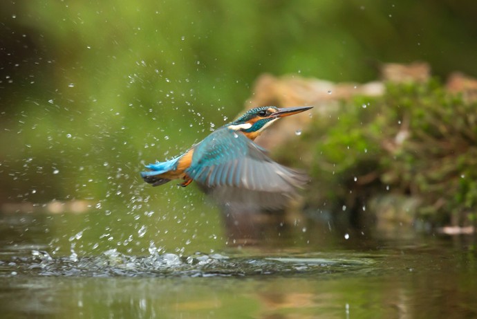 Immensité. Placé sur un important couloir de migration, ce site abrite la plus grande réserve ornithologique de la région, soit près de 240 espèces d’oiseaux.