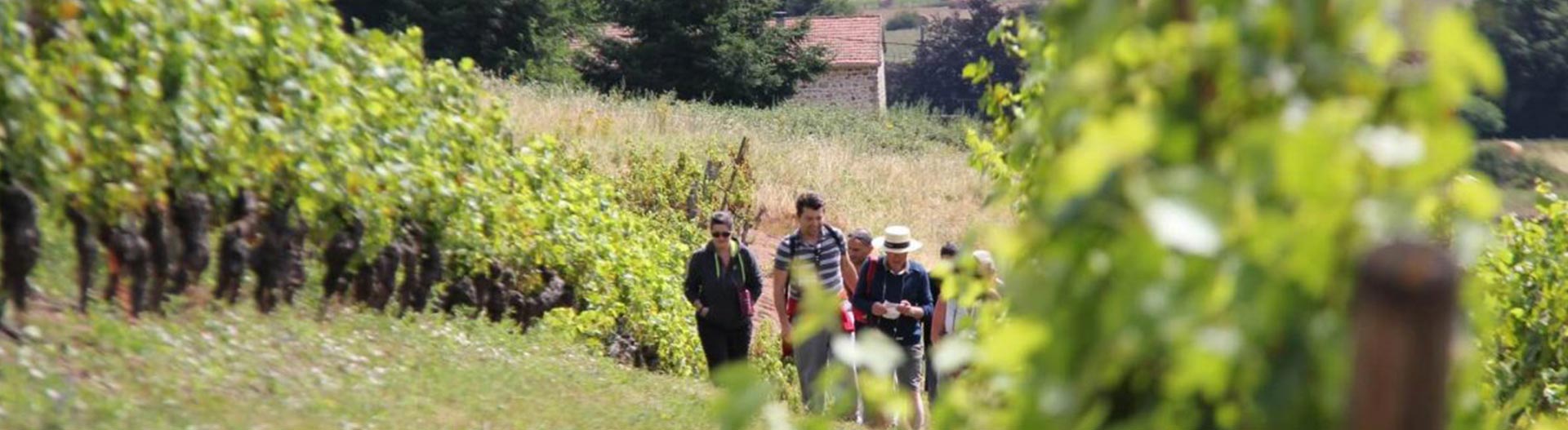 pano vinsdeloire3