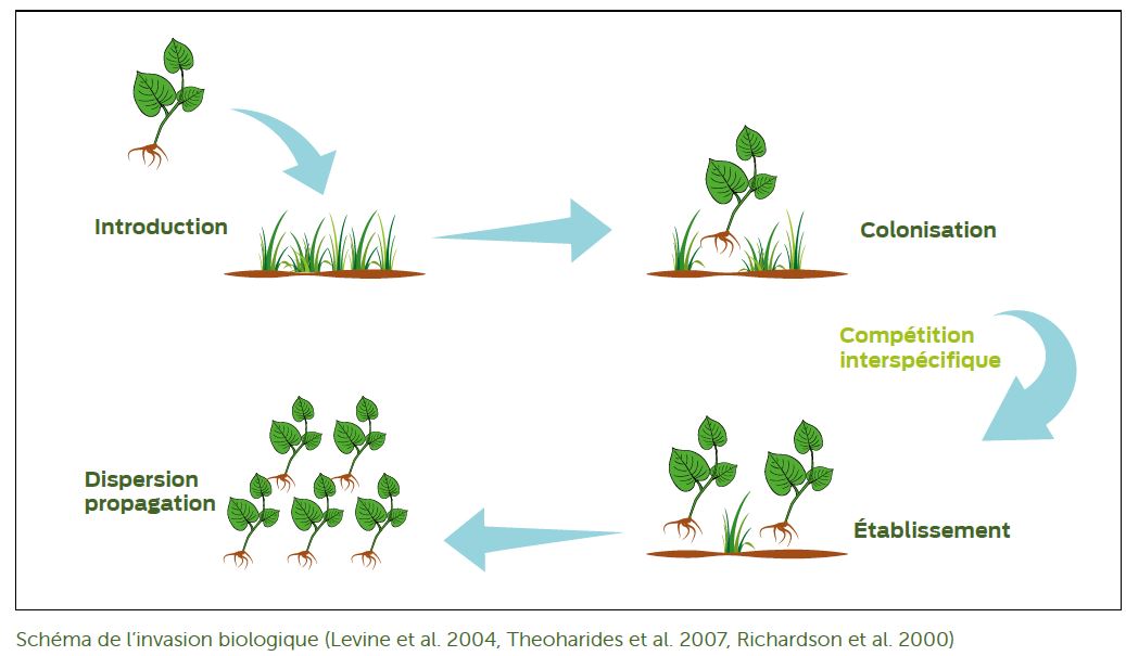 Schéma de l’invasion biologique (Levine et al. 2004, Theoharides et al. 2007, Richardson et al. 2000)