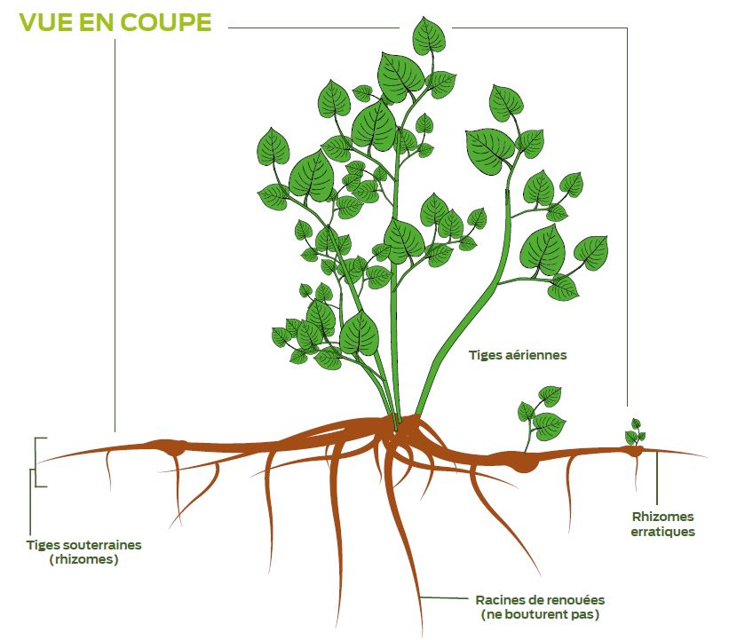 Vue en coupe de la renouée asiatique