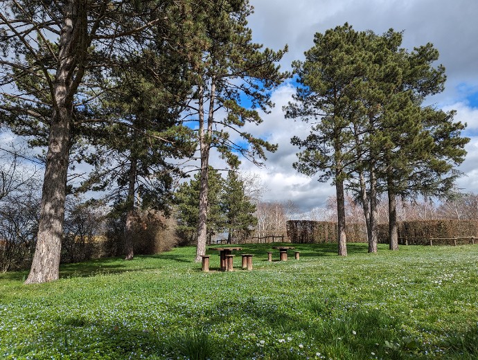 Propriété de grandes familles aristocratiques jusqu’au XIXe siècle, la forêt de Lespinasse échoit aux Houillères de la Loire dans les années 20. Quelques parcelles sont alors plantées de conifères pour soutenir les galeries minières du bassin stéphanois. Quelques pins sylvestres subsistent encore au milieu de la chênaie-charmaie.