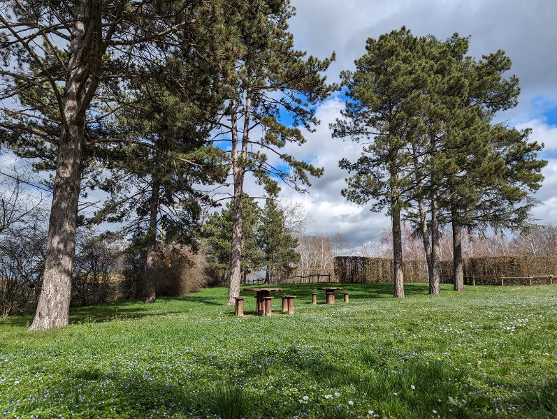 Propriété de grandes familles aristocratiques jusqu’au XIXe siècle, la forêt de Lespinasse échoit aux Houillères de la Loire dans les années 20. Quelques parcelles sont alors plantées de conifères pour soutenir les galeries minières du bassin stéphanois. Quelques pins sylvestres subsistent encore au milieu de la chênaie-charmaie.