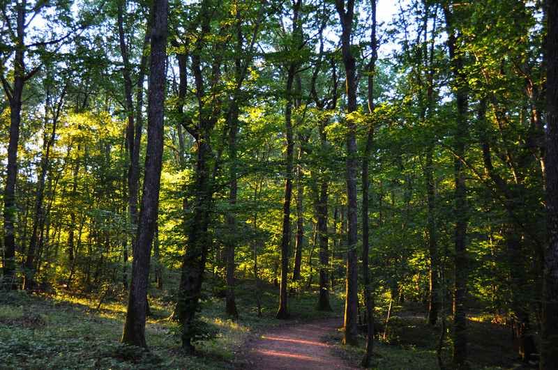 foret-lespinasse-apidae