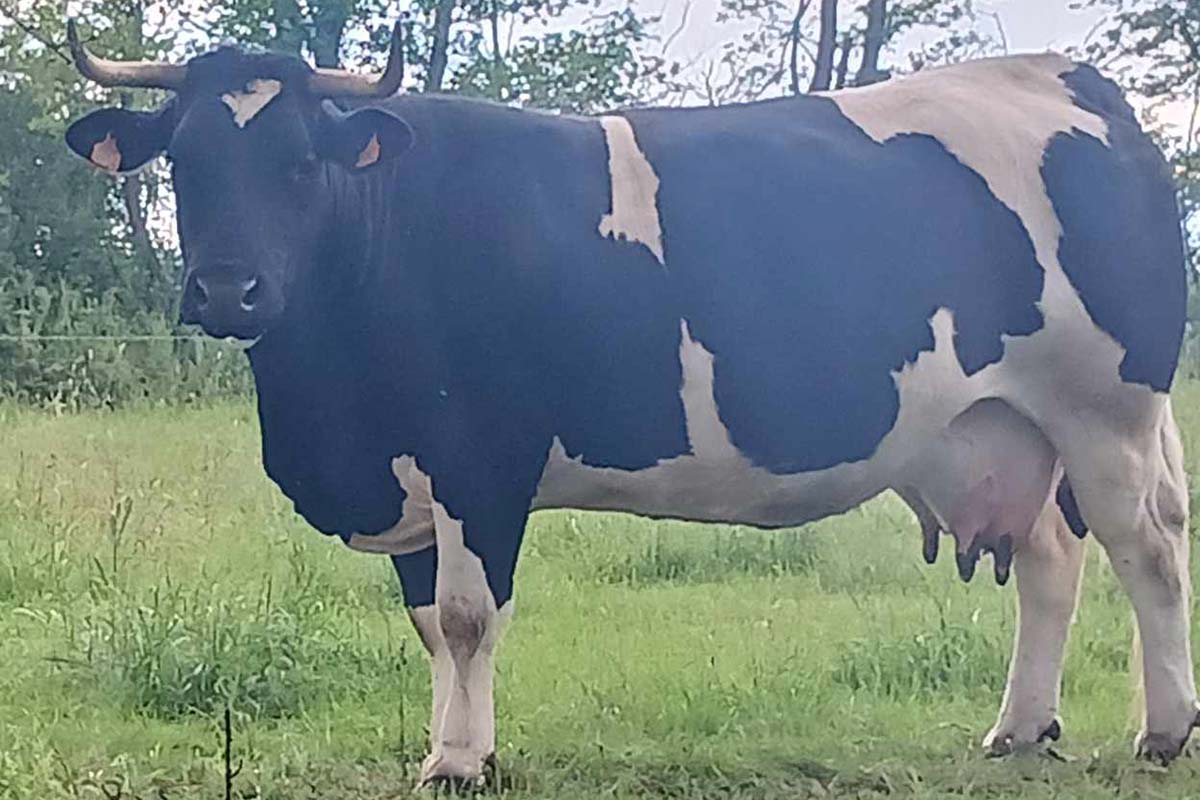 vache-Loire-SIA