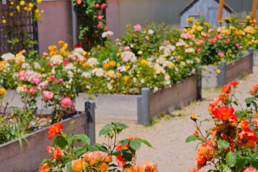 350 variétés de rosiers peuplent la commune. Aménagée cet hiver, la nouvelle coursière des dames associe les fleurs à leurs marraines : Liane Foly, Monica Bellucci, Line Renaud, Édith Piaf, Mona Lisa, Audrey Fleurot ou Marie-Curie.