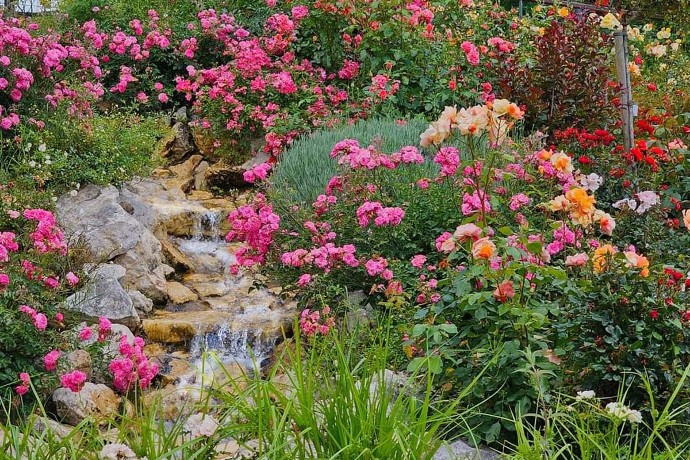 La roseraie de Chambœuf est entretenue sans pesticides. L’arrosage est intégré, la commune équipée de cuves de récupération d’eau. Personnels techniques et bénévoles sont attachés au respect de l’environnement.
