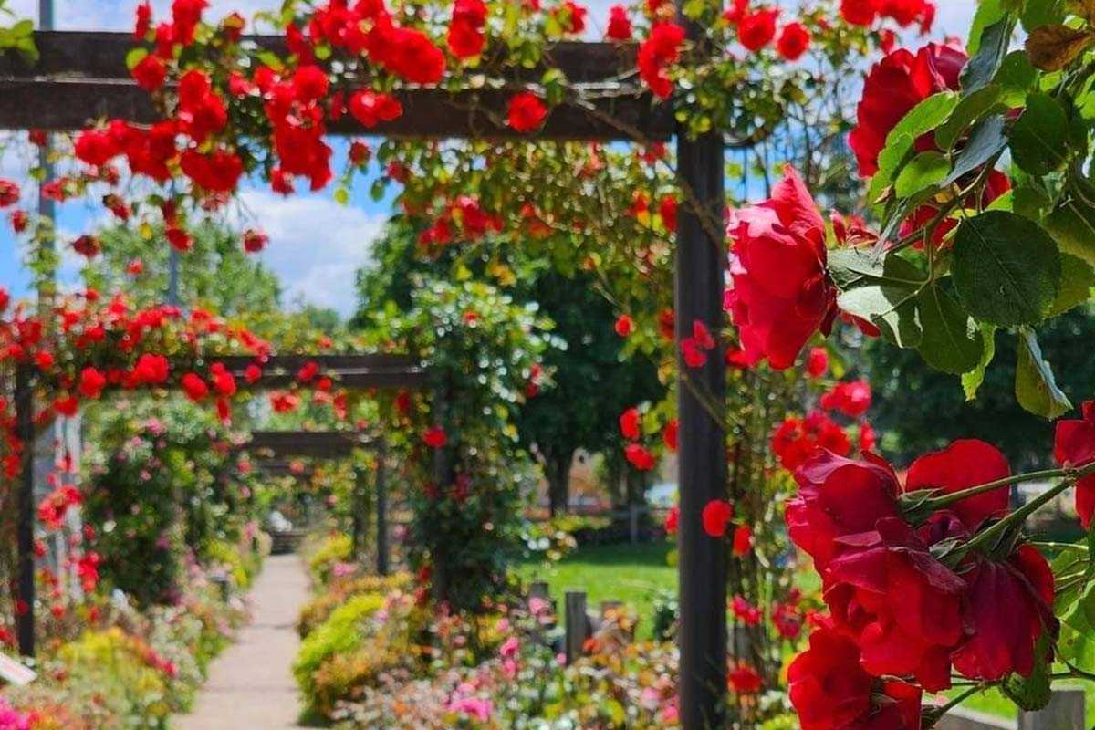 https://www.loire.fr/jcms/lw_1459663/fr/-echappee-belle-chamboeuf-allons-voir-si-la-rose?xtor=RSS-40