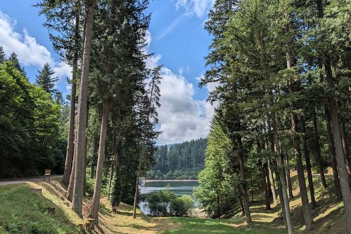 Importés d’Amérique du Nord, les douglas peuvent atteindre 500 ans d’âge. Le douglas président de Renaison est ici visible à gauche.