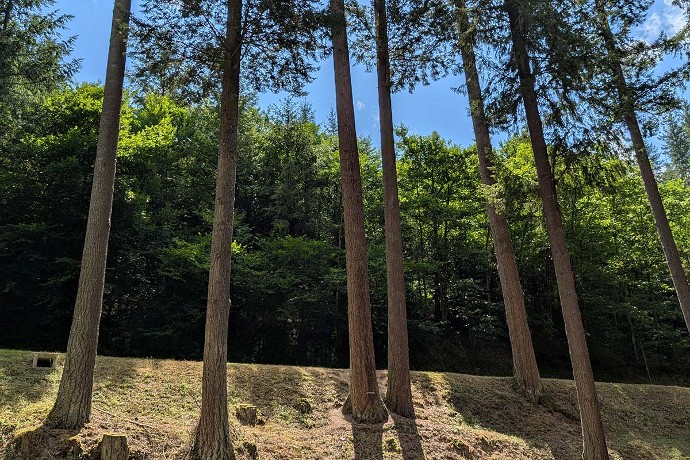 Les douglas sont appréciés des forestiers pour leur vitesse de croissance.