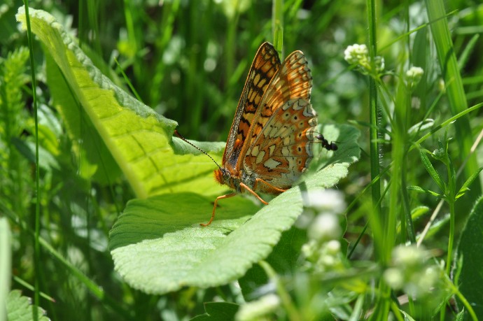 Papillon Damier de la Succise - ©Guillaume Chorgnon