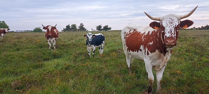 Vaches de race Ferrandaise - ©Lucie Verdier