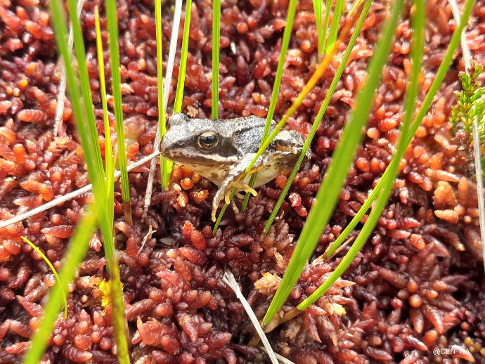 Grenouille Shaigne - ©Lucie Maurel